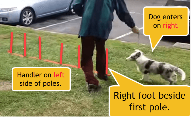 Dog on Right, Handler on Left, Handler steps right foot even with first pole. Training weaves with a leash